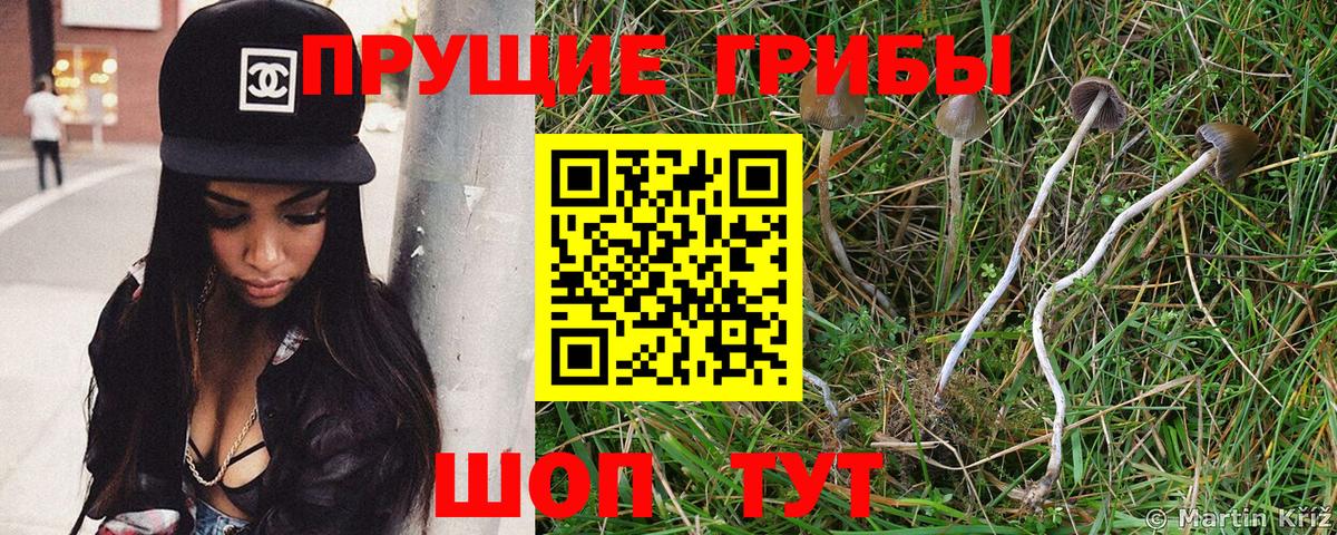 Псилоцибиновые грибы Psilocybine cubensis Верхняя Салда